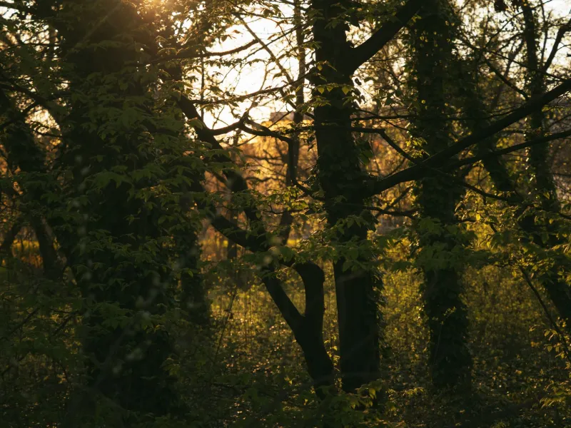 Drawn from the Earth: How Anime Studios Turn Real Nature Into Worlds You Never Want to Leave